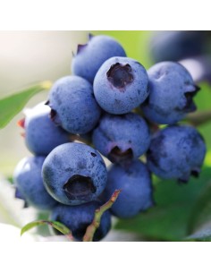 FunCakes Smaakpasta Bosbes -120gr- 2