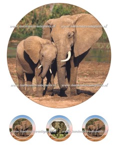 Eetbare Print Olifant - 20cm