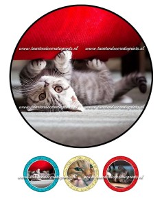 Eetbare Print Katten 2 - 20cm