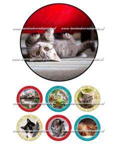 Eetbare Print Katten 2 - 15cm