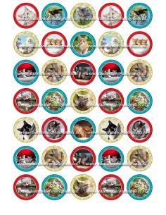 Eetbare Print Katten Mini Cupcakes - 3,5cm